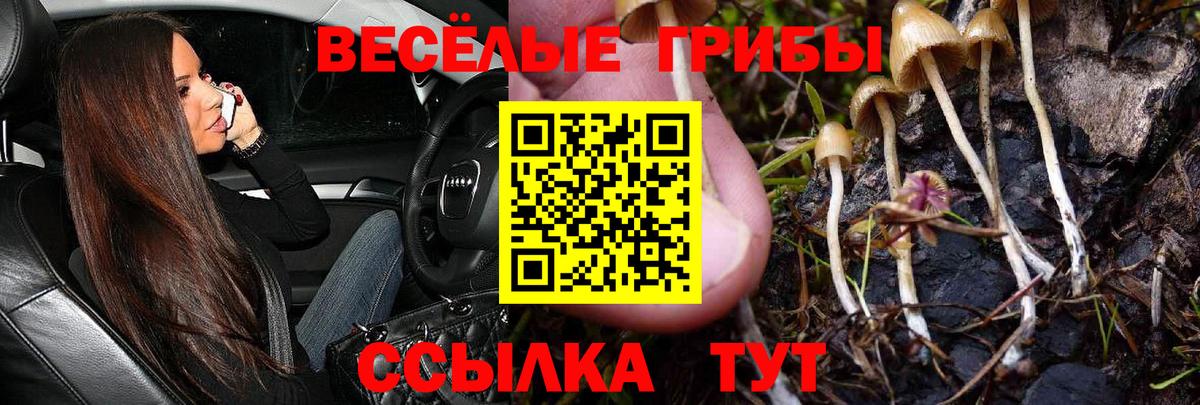 Усть-Джегута  цены наркотик  Вход с VPN  Псилоцибиновые грибы Cubensis 